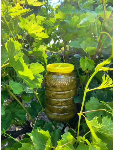 Tokat Salamura Asma Yaprağı 3 kg.