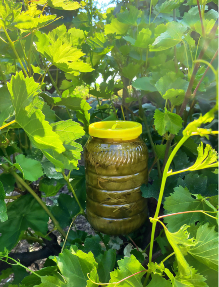 Tokat Salamura Asma Yaprağı 3 kg.